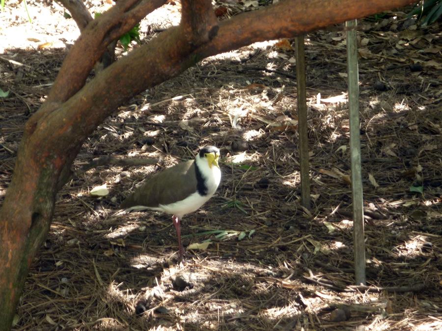 Lapwing masked_182.JPG